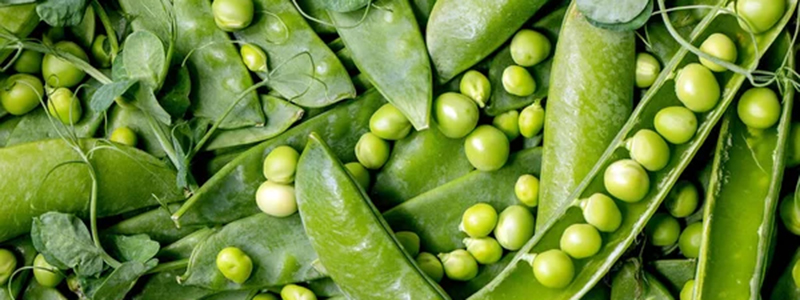 neusteiner-hof-bio-erbsen