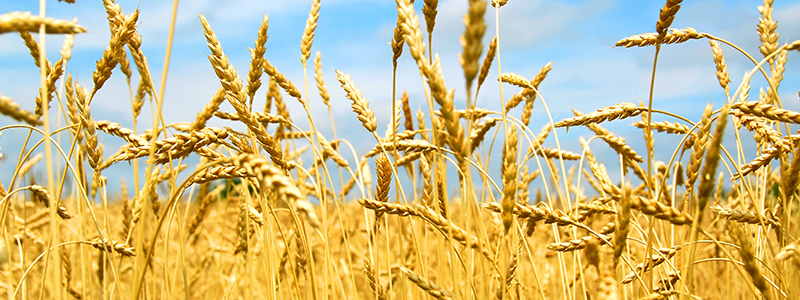 neusteiner-hof-bio-getreide