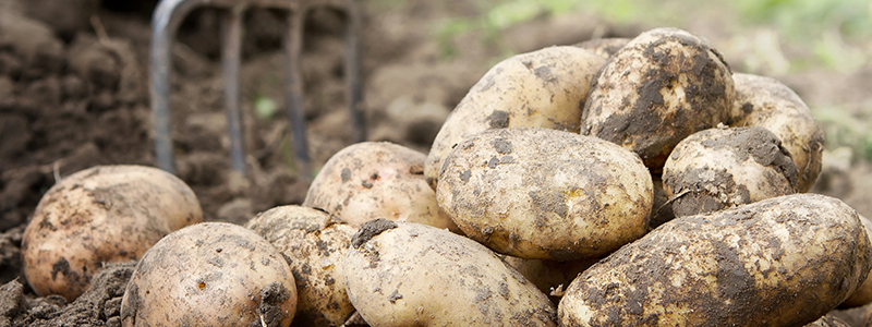 neusteiner-hof-bio-kartoffeln