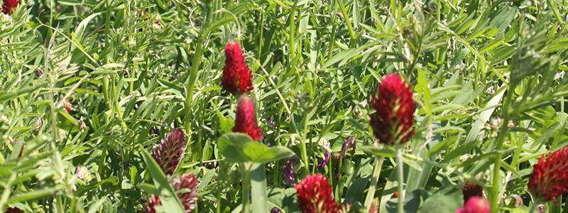 neusteiner-hof-bio-kleegras