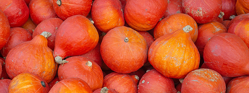 neusteiner-hof-bio-kuebisse