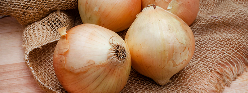neusteiner-hof-bio-zwiebeln